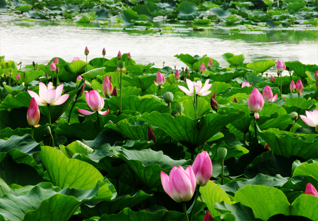 ���ֹ���F66��(�й���)�ٷ���վ