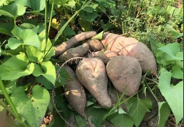 ���ֹ���F66��(�й���)�ٷ���վ