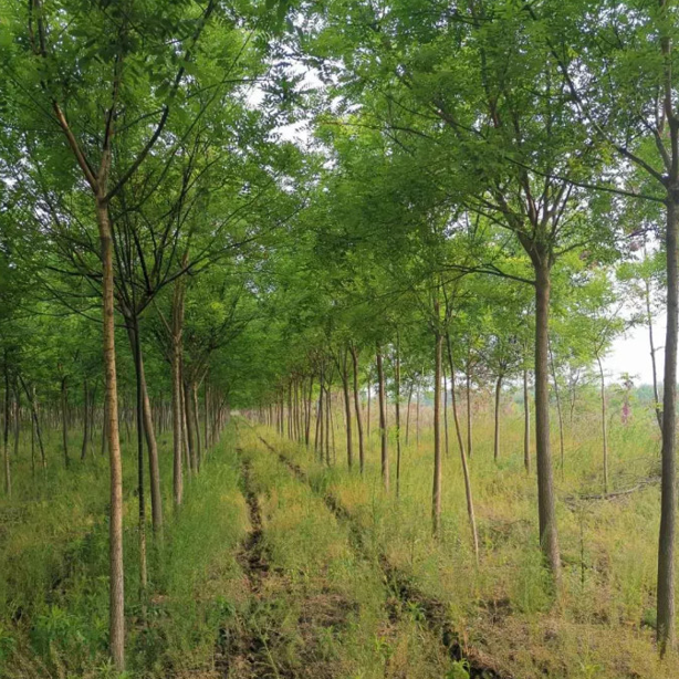 ���ֹ���F66��(�й���)�ٷ���վ