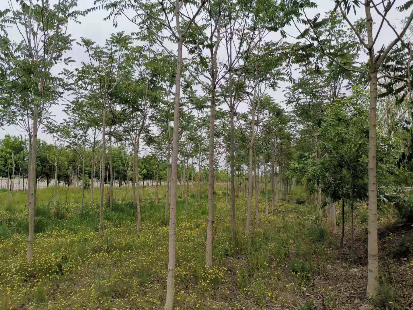 ���ֹ���F66��(�й���)�ٷ���վ