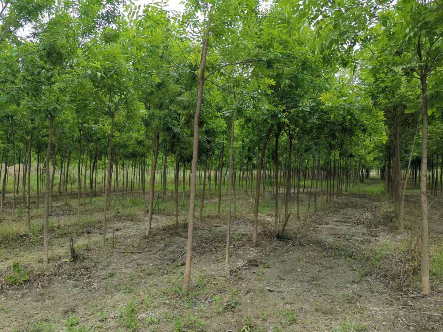 ���ֹ���F66��(�й���)�ٷ���վ