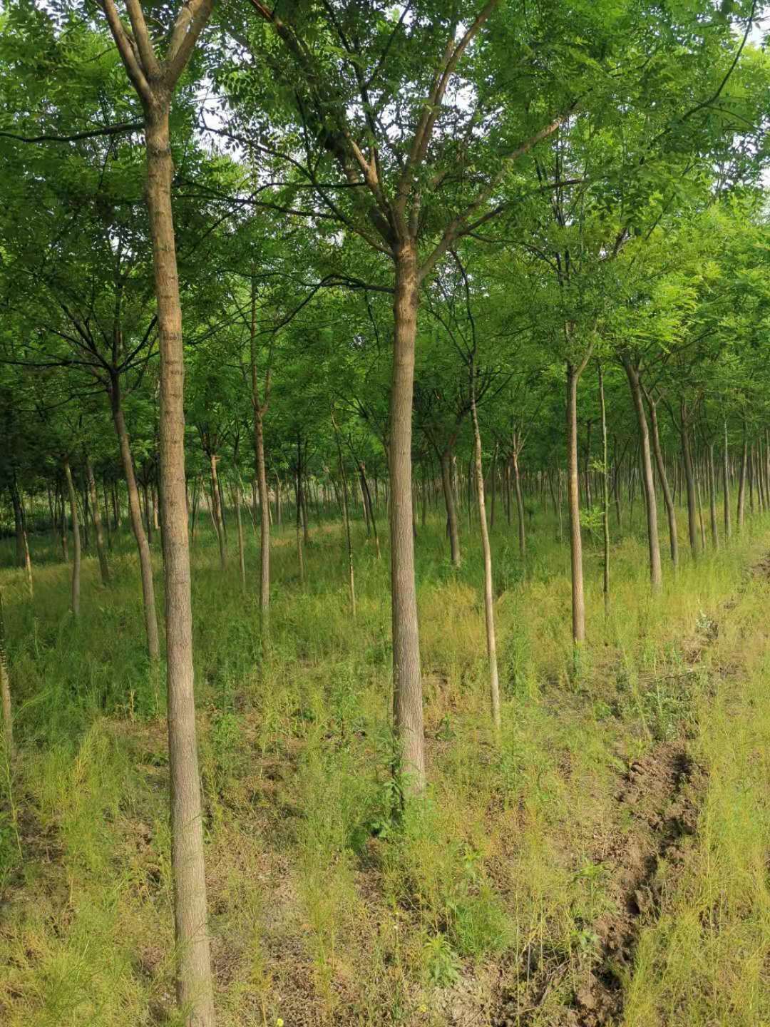 ���ֹ���F66��(�й���)�ٷ���վ