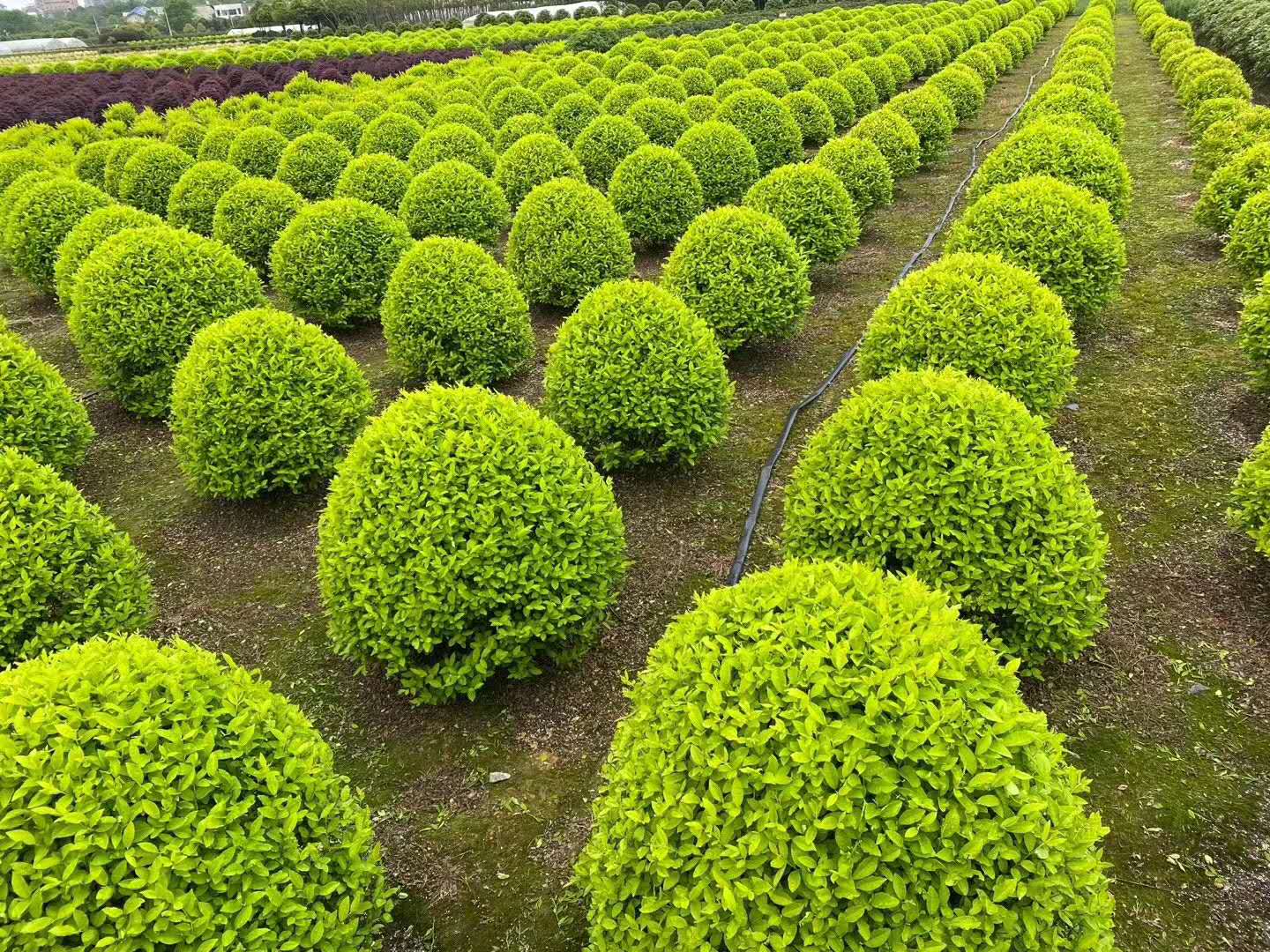 ���ֹ���F66��(�й���)�ٷ���վ