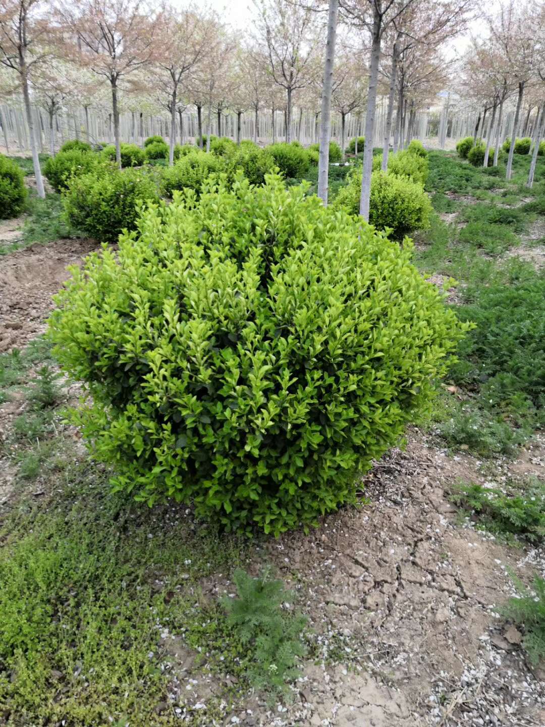 ���ֹ���F66��(�й���)�ٷ���վ