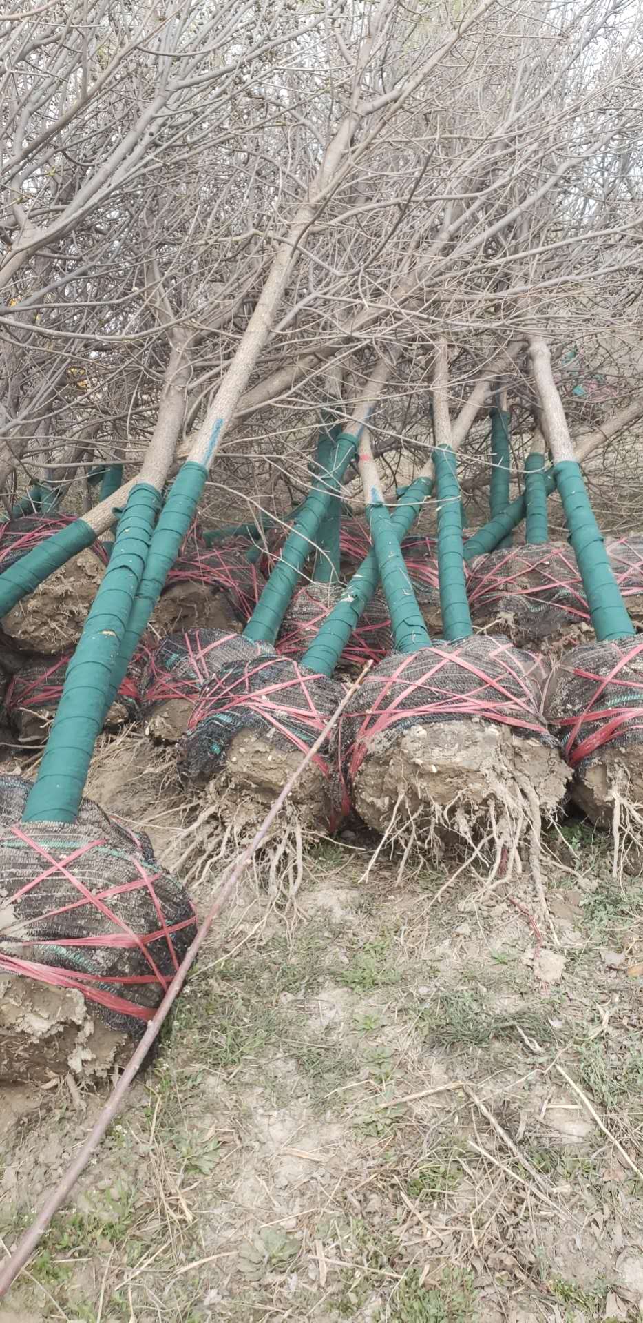 ���ֹ���F66��(�й���)�ٷ���վ