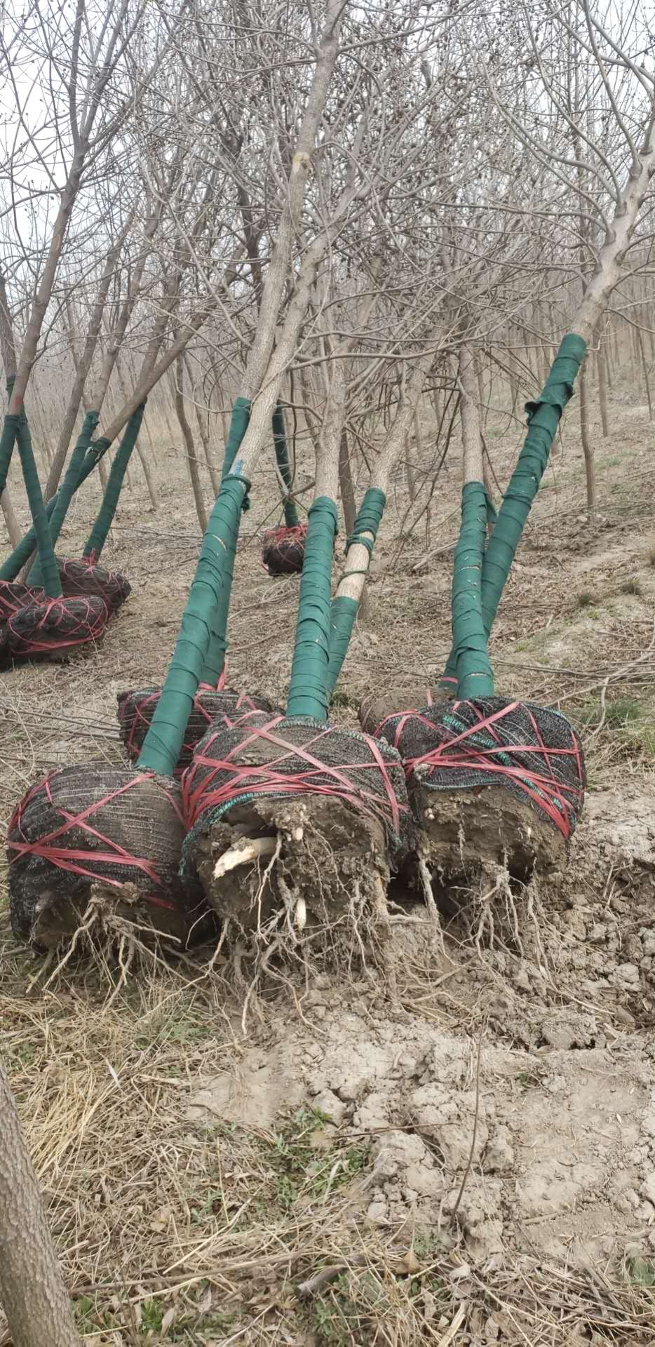 ���ֹ���F66��(�й���)�ٷ���վ