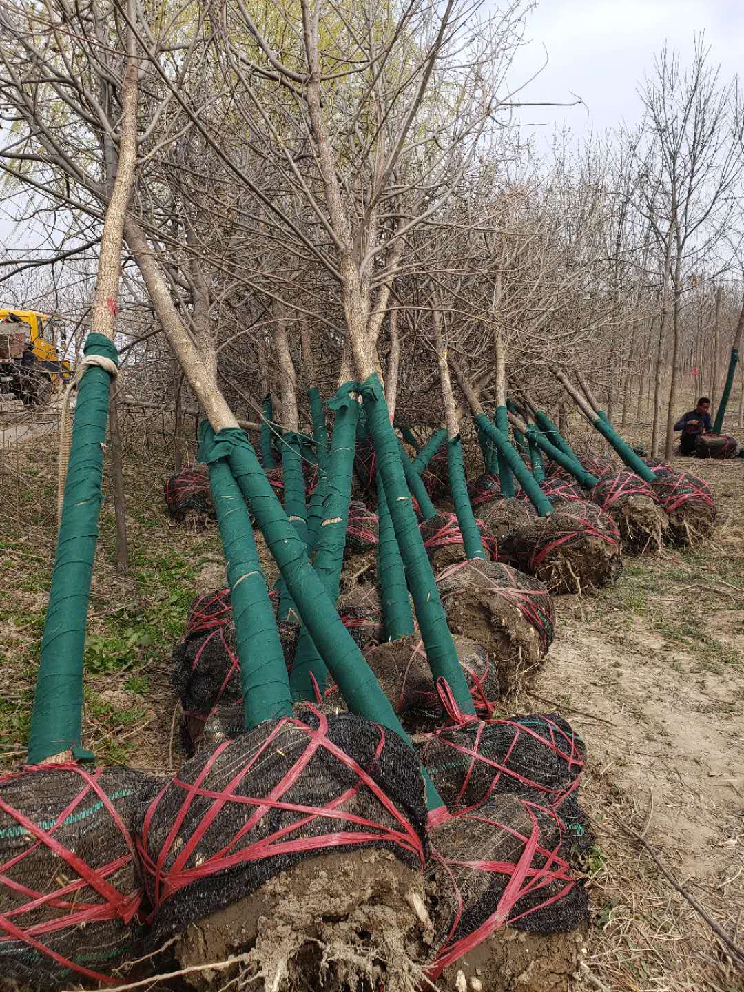 ���ֹ���F66��(�й���)�ٷ���վ