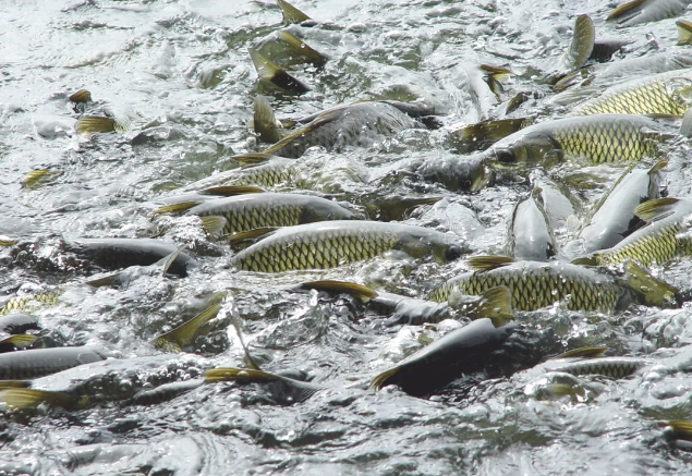 ���ֹ���F66��(�й���)�ٷ���վ