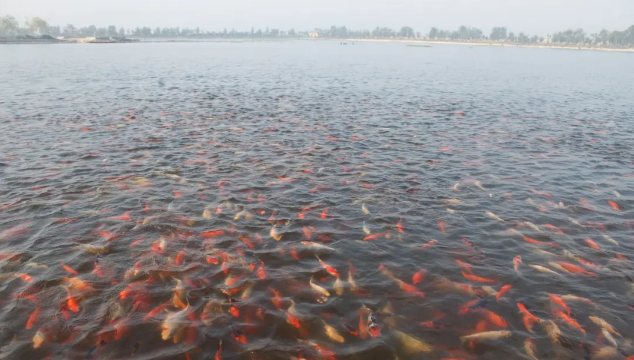 ���ֹ���F66��(�й���)�ٷ���վ