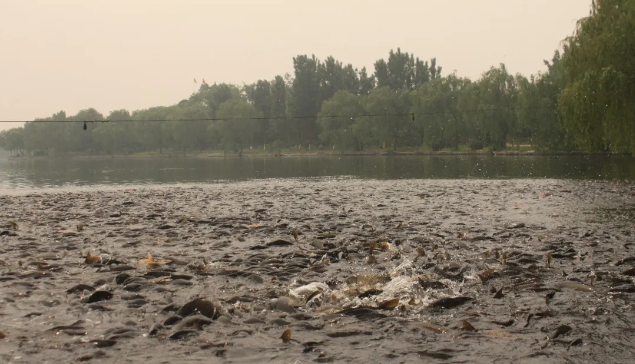 ���ֹ���F66��(�й���)�ٷ���վ