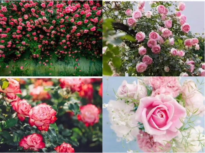 ���ֹ���F66��(�й���)�ٷ���վ