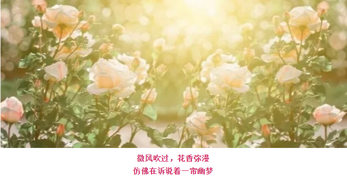 ���ֹ���F66��(�й���)�ٷ���վ