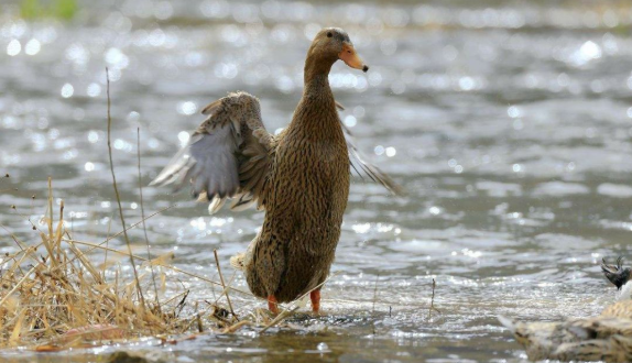 ���ֹ���F66��(�й���)�ٷ���վ