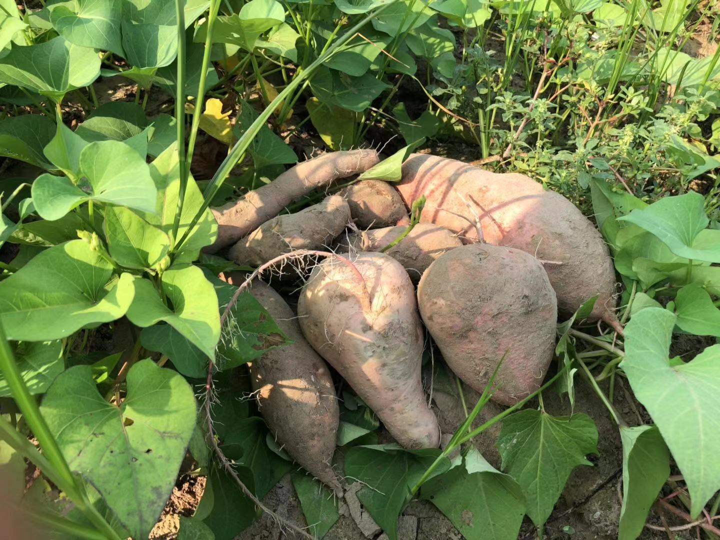 ���ֹ���F66��(�й���)�ٷ���վ