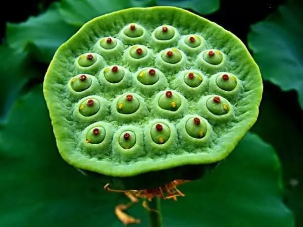 ���ֹ���F66��(�й���)�ٷ���վ