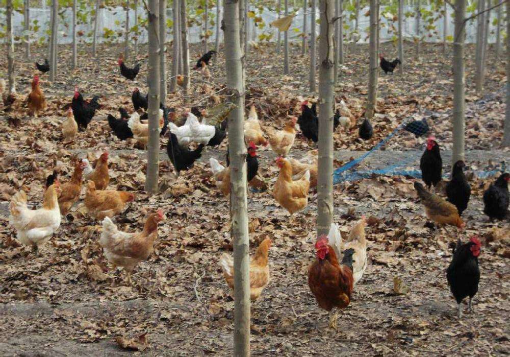 ���ֹ���F66��(�й���)�ٷ���վ