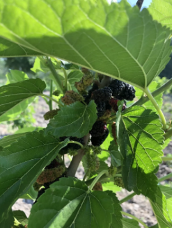 ���ֹ���F66��(�й���)�ٷ���վ