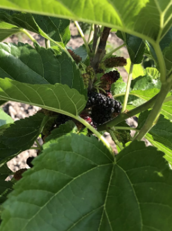 ���ֹ���F66��(�й���)�ٷ���վ