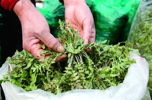 ���ֹ���F66��(�й���)�ٷ���վ