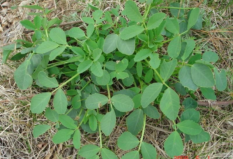 ���ֹ���F66��(�й���)�ٷ���վ