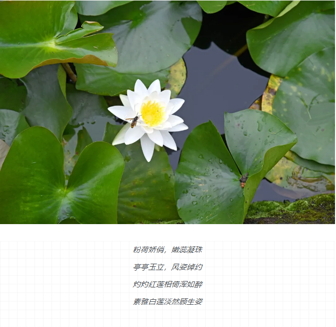 ���ֹ���F66��(�й���)�ٷ���վ