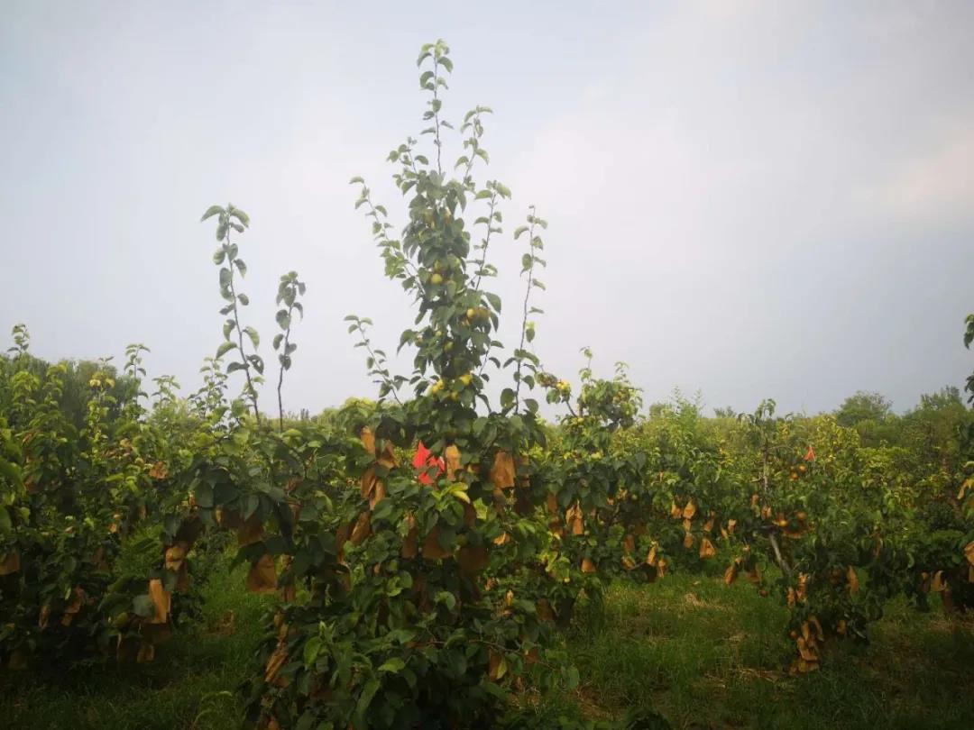 ���ֹ���F66��(�й���)�ٷ���վ