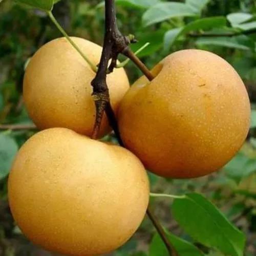 ���ֹ���F66��(�й���)�ٷ���վ