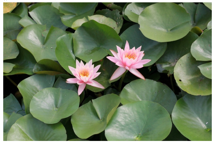 ���ֹ���F66��(�й���)�ٷ���վ