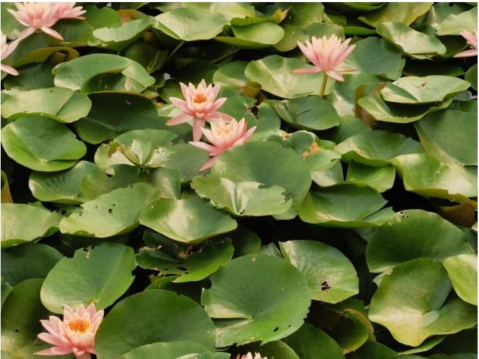 ���ֹ���F66��(�й���)�ٷ���վ