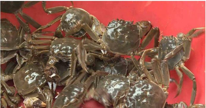 ���ֹ���F66��(�й���)�ٷ���վ