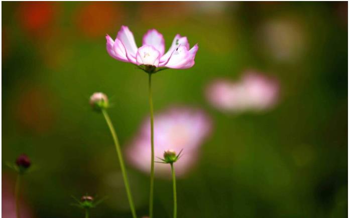 ���ֹ���F66��(�й���)�ٷ���վ