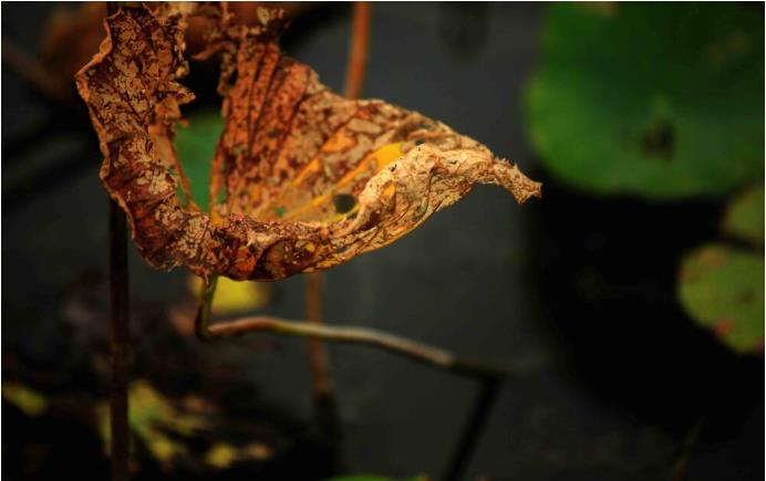 ���ֹ���F66��(�й���)�ٷ���վ